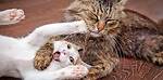 Funny cat videos