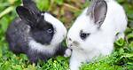 rabbit channal video uplod rabbit top videos