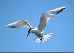 ARCTIC TERN