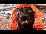 FunniestAnimalsinTown