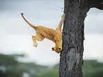 from the wild