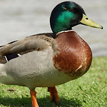 Ducky Bhai Vlogs