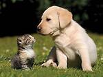 FunnyAnimals