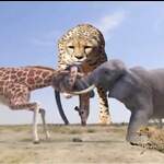 AnimalLove62
