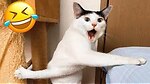 animal funny videos