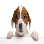 funny videos