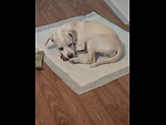 Puppylove89