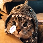 Funny kitty