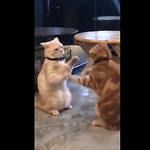 Funny animal video😂😂😂❤️