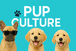Funny puppies