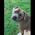 Mr G the Rescue Pit Bull