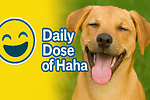 Daily Dose of Haha