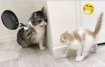 Funny Animal Videos