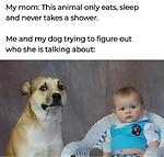 Funny Videos