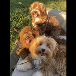 Red Havanese