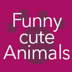 FunnyCuteAnimals