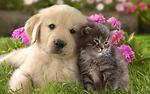 Cute_cats🐈 & dogs🐕