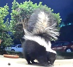 Critter Cam with Opossums, Skunks, Raccoon, Coyote