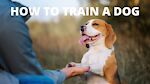 How to train a Dog?