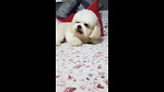 BabyDogs2k21