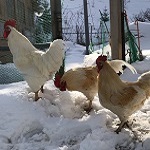 Chicken and silkie chicken