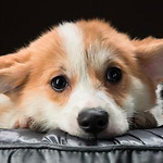 Corgi-Corsi