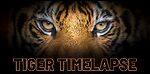 tigertimelapse