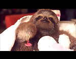 Animal vids