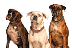 funny animal videos