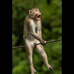 AllAboutAnimals