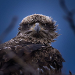 EagleWatchHQ: Exploring the Majesty of Eagles in the Wild