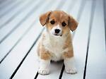 Hello pet lover ,please subscribe my channel