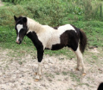 Mini Gypsy horses