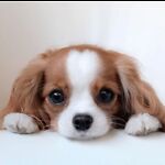 CutePuppyDog