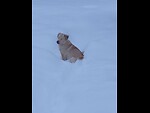Cats and Dog
