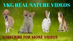 Animals Real Nature Videos