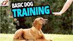 M.Pet Training Tips