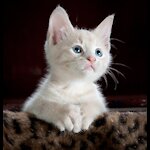 Cute Funny Cats