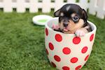 Pets Society