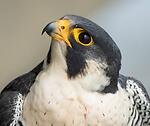 World Most Beautiful Precious Birds