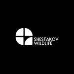 Shestakov Wildlife