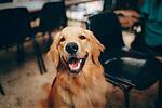 PuppyPassion