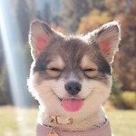 Funny animal & pets ( dog , cat ... )