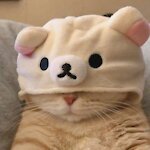 PetcoZy