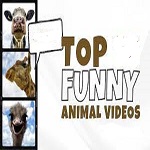 Funny Animals