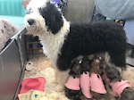 Sheepadoodle puppies