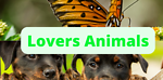 Animals Related Videos