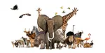 Animals & Birds