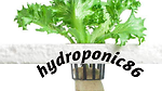 hydroponic plants