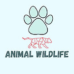 Animal Wildlife Videos